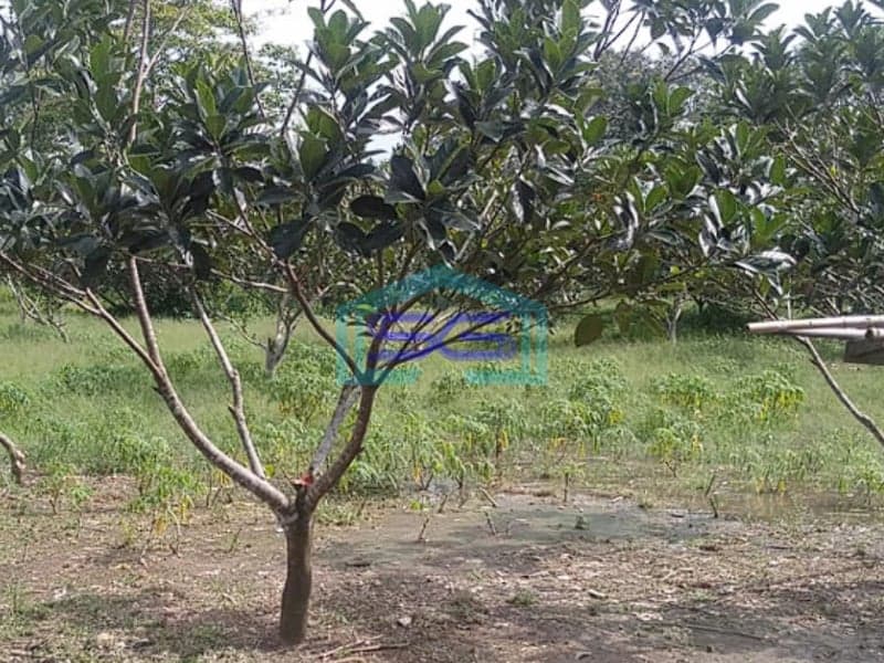 Dijual Tanah Seluas 50,719m2 (5 ha) dengan Harga Spesial di Banyuasin Sumatera Selatan