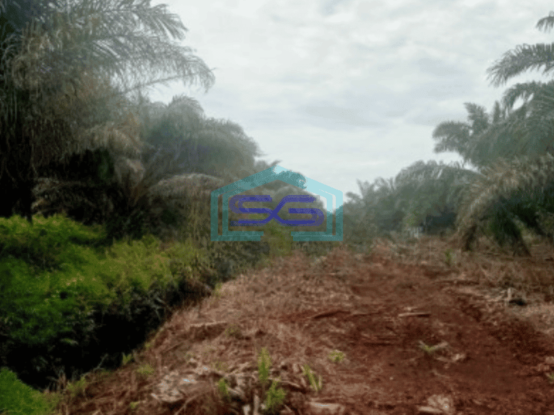 Dijual Tanah Kebun Sawit 263Ha Di Pelalawan Riau