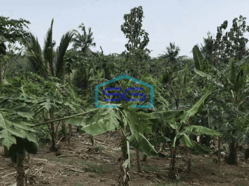 Dijual Tanah Harga Murah di Sobang Pandeglang Banten