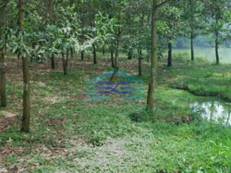 Dijual Tanah Strategis Untuk Industri Luas 12 Hektar Di Rangkasbitung Lebak Banten