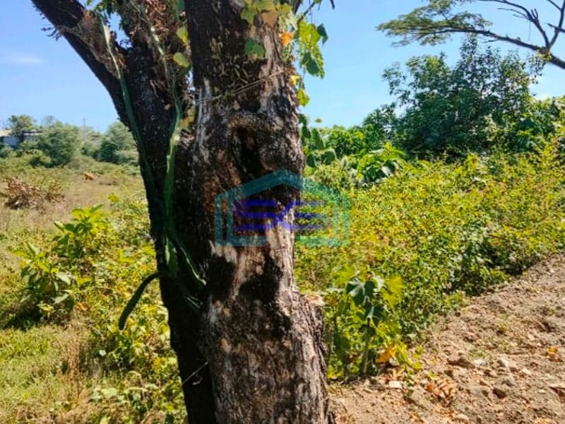 Disewakan Tanah Di Pattene Maros 10000M² Makassar SHM - Sertifikat Hak Milik