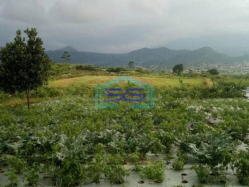 Dijual Tanah Bagus di Cipanas Cianjur Luas Tanah 50000m2