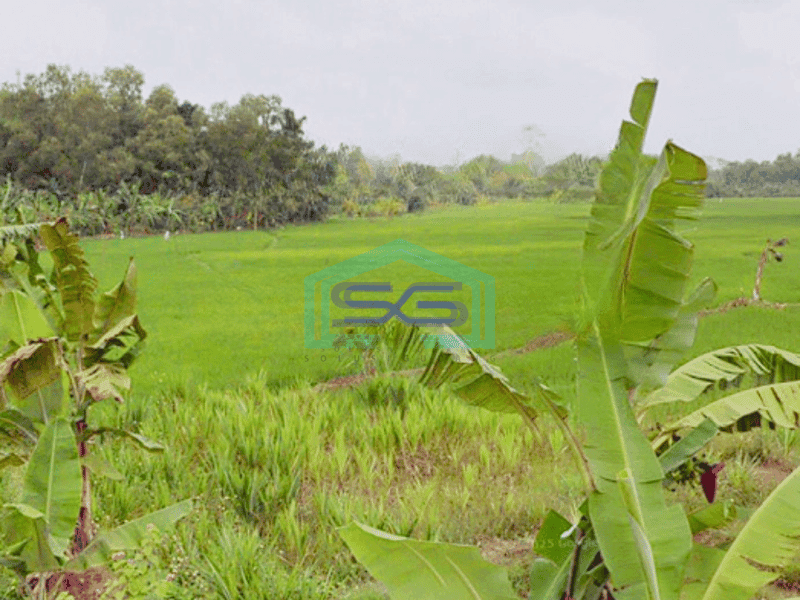 Dijual Tanah Kavling Luas Tanah 25 Ha di Jalan Curug Badak Lebak Banten Tangerang