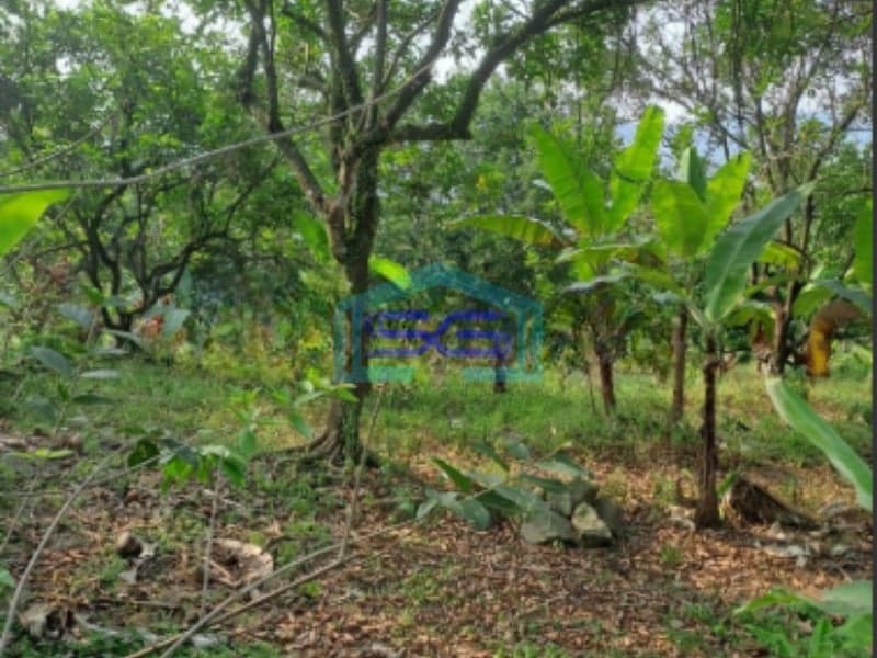 Dijual Tanah di Desa Pabuaran Perbatasan Citeureup Sukamakmur Bogor LT 50000m2
