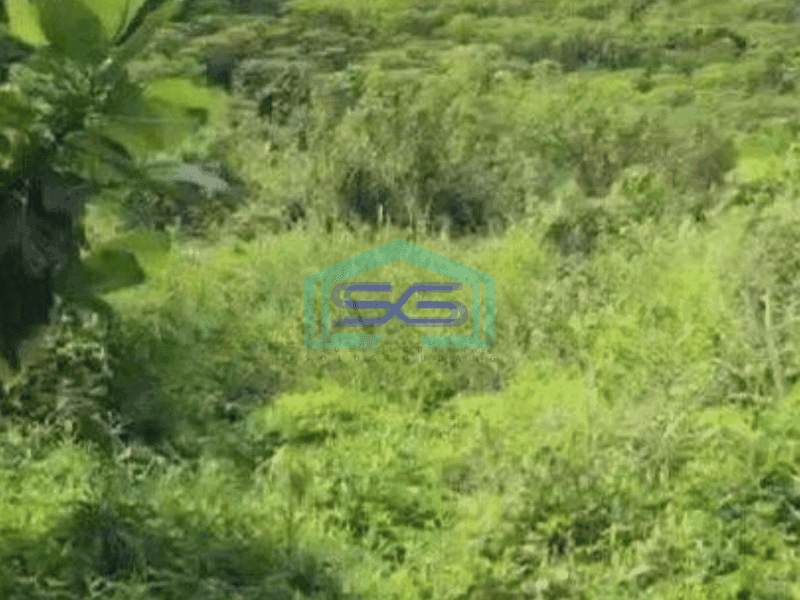 Dijual Tanah Murah Luas 100000 m² Lokasi Strategis di Sentul Bogor