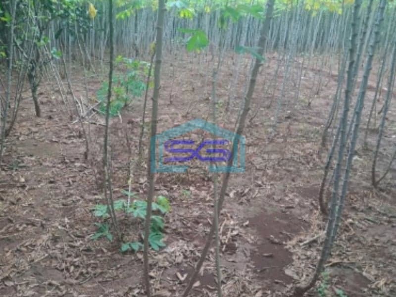 Dijual Tanah di Cibeteng Udik Ciseeng Bogor Luas Tanah 2000m2