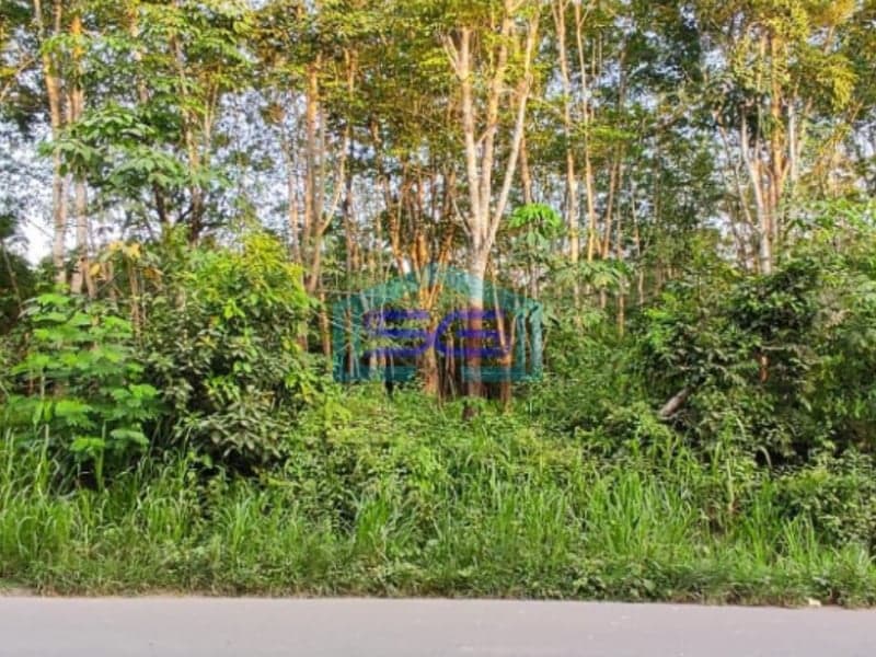 Dijual Tanah dengan Bonus Kebun Karet di Lingkar Prabumulih Sumatera Selatan