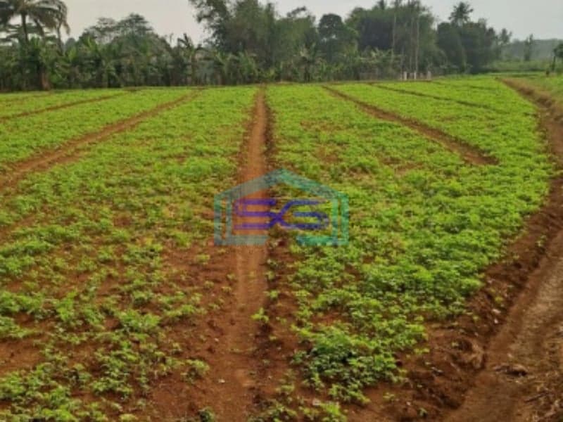 Dijual Tanah Di Bojong Kopasus Kemang Bogor Luas 4500m2