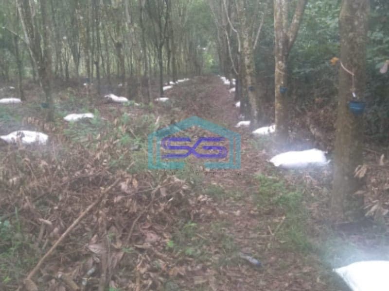 Dijual Murah Tanah Luas 13060m2 Siap Bangun Lokasi Payabakung Indralaya Palembang