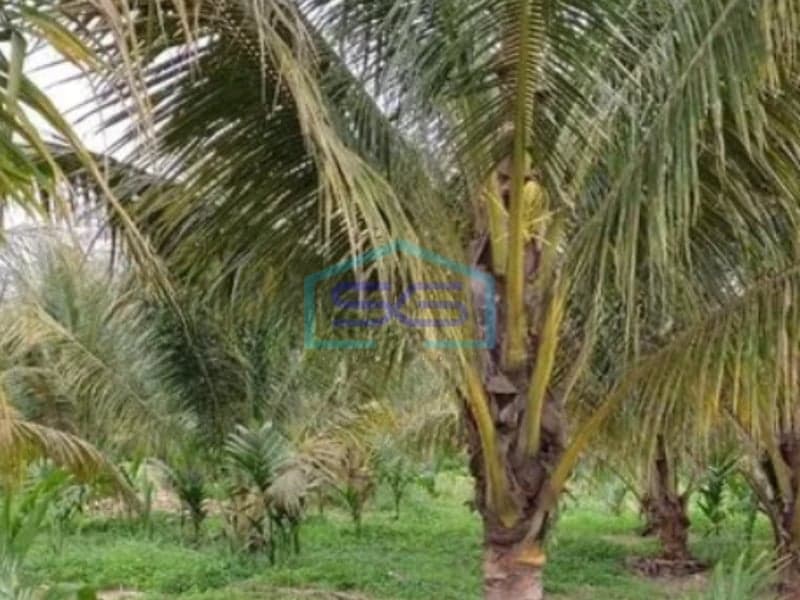 Dijual Cepat Tanah Perkebunan 1,6 Hektar di Mendalo Darat, Muaro Jambi
