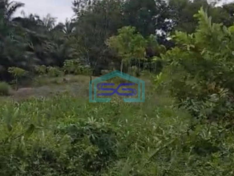 Dijual Luas Tanah 1 Hektar di Kandis Siak Riau Dekat ke Tol