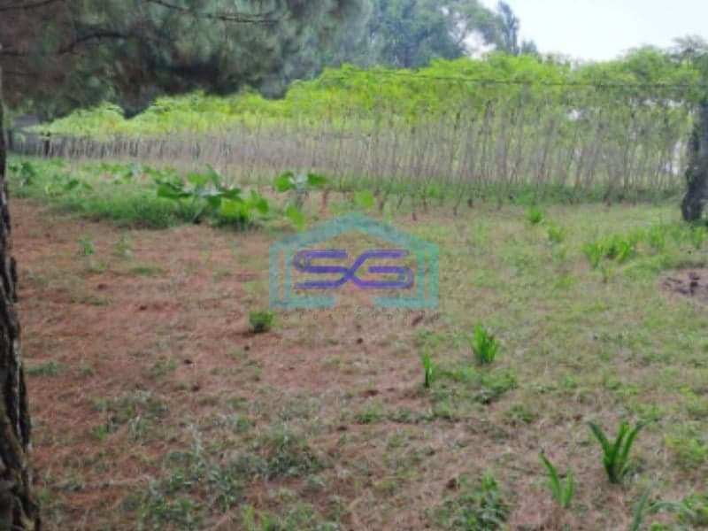 Dijual Tanah Kebon Pinus Desa Gunung Gelis Sukaraja Bogor LT 9000m2