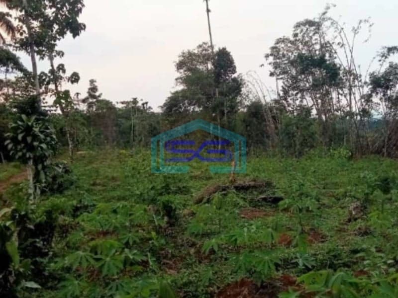 Dijual Tanah Di Sukatani Bogor Luas Tanah 200000m2 SHM