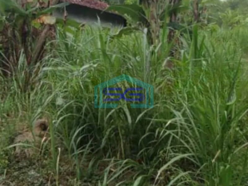 Dijual Tanah Pekarangan Di Giripeni, Wates, Kulon Progo Luas Tanah 7431 m²