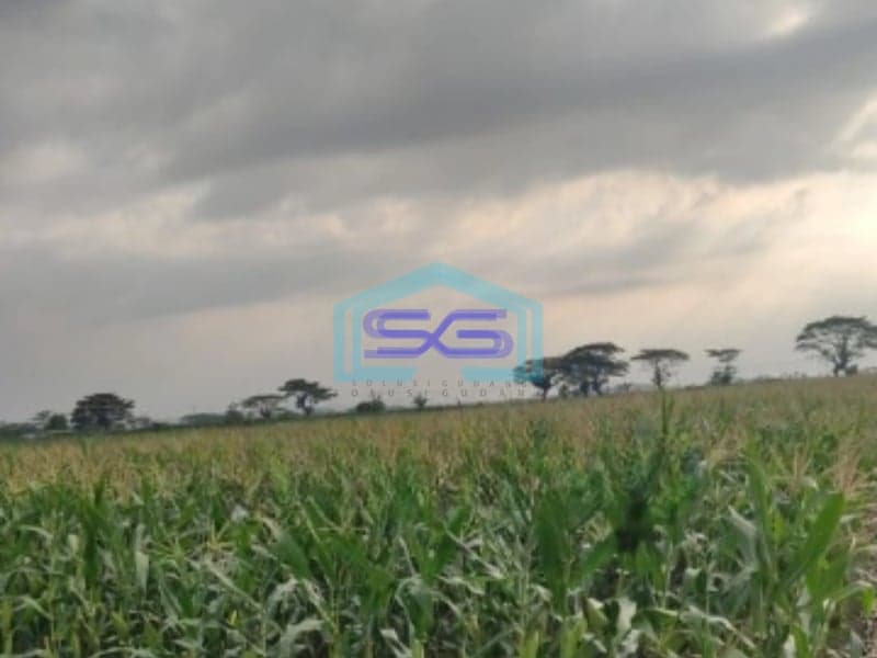 Dijual Tanah SHM Luas Tanah 48000m² Lokasi di Ciledug Cirebon Timur
