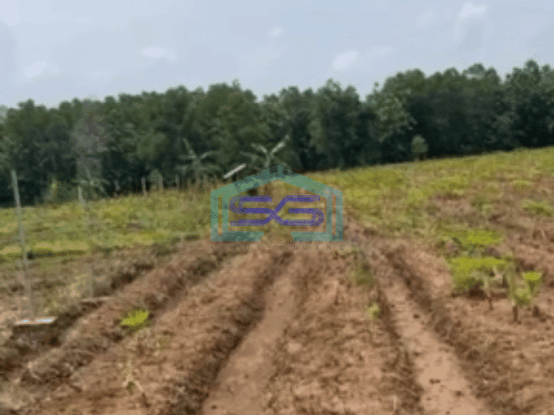 Dijual Tanah di Kertajati Jawa Barat Luas Tanah 30000 m²