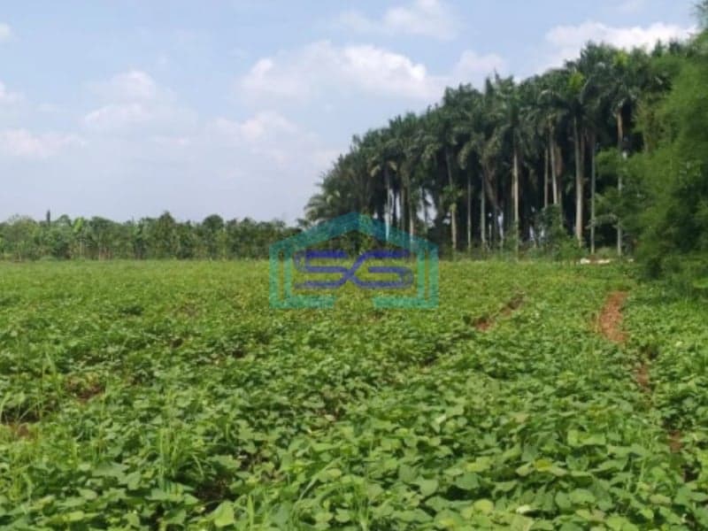 Dijual Tanah Desa di Cicadas Ciampea Bogor Luas 350000m2