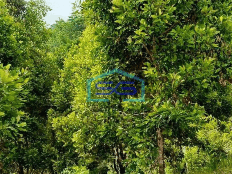 Dijual Tanah 18H di ring road 1 cocok buat pergudangan di Manado
