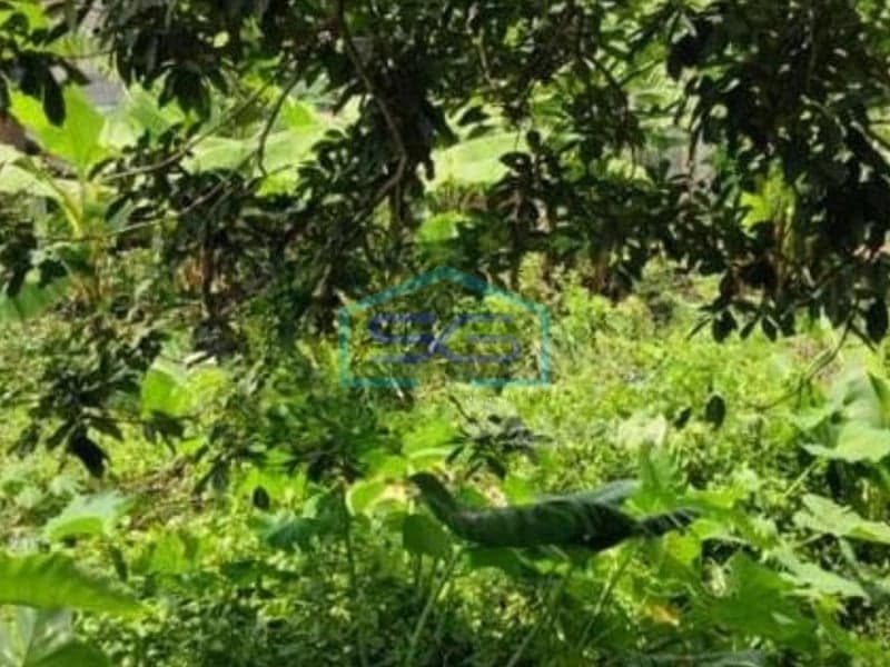 Dijual Tanah di Pemuda, Boja Kendal Jawa Tengah Luas Tanah 1450m²