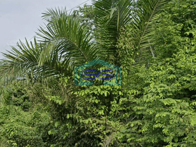 Dijual Tanah Strategis di Pinggir Jalan Raya Lingkis Rambutan Sumatera Selatan LT 4000m2