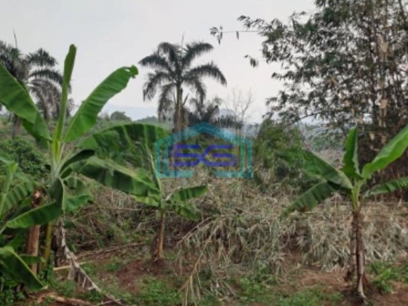 Dijual Tanah di Daerah Ciseeng Bogor Luas Tanah 5000m2