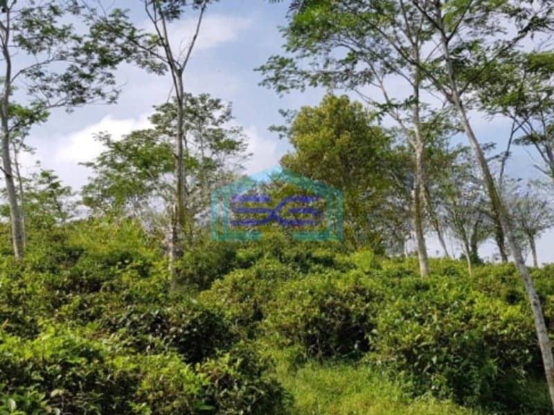 Dijual Tanah Luas 260000 m² Lokasi Cianjur Jawa Barat