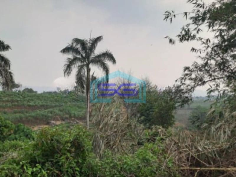 Dijual Tanah di Daerah Ciseeng Bogor Luas Tanah 5000m2