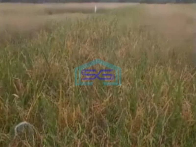 Dijual Tanah Luas Tanah 3000m2 SHM Winongan Pasuruan Jawa Timur