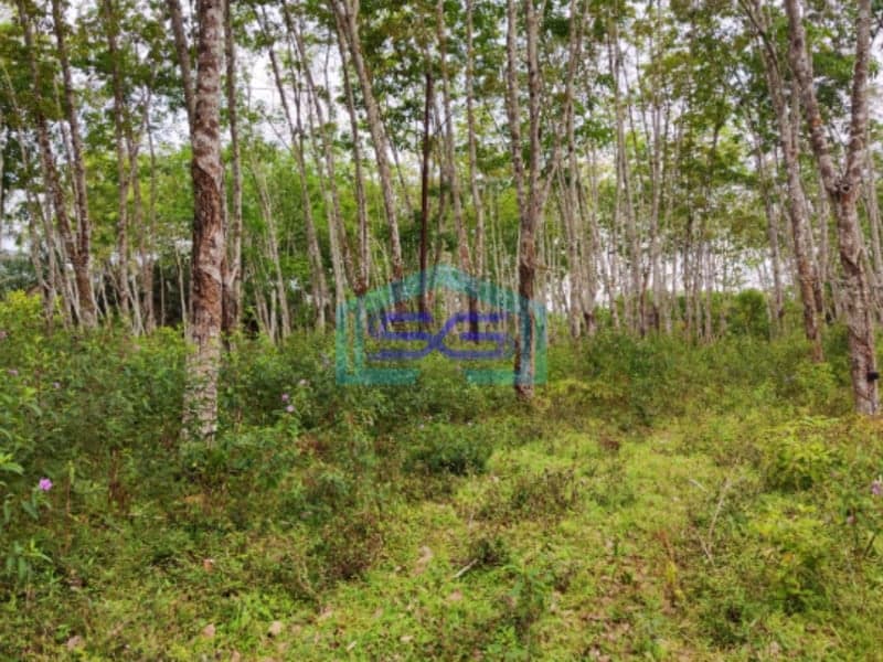 Dijual Tanah di Sembawa Banyuasin Sumatera Selatan Luas 140.000m2