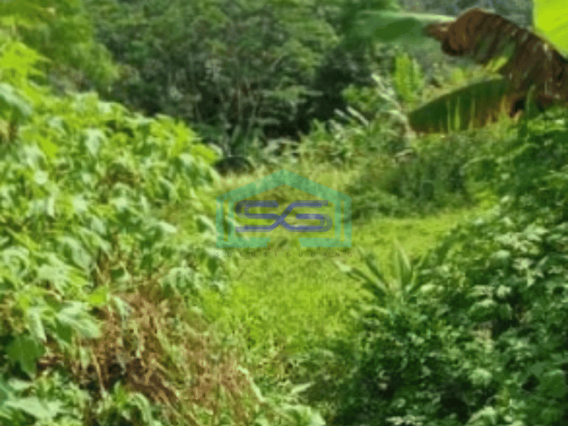 Dijual Tanah Di Cijengkol Cianjur Luas Tanah 19300m2