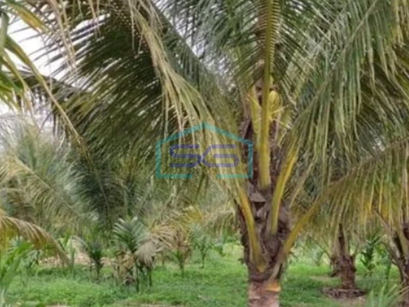 Dijual Cepat Tanah 1,6 Hektar Perkebunan di Mendalo Darat, Muaro Jambi