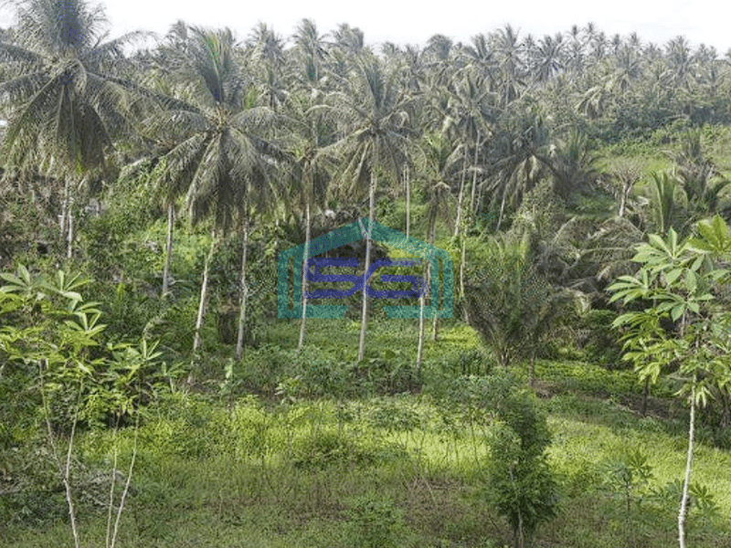 Dijual Tanah Luas 41~75 Hektar Di Likupang Minahasa Utara