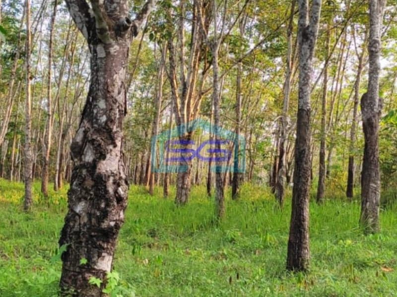 Dijual Tanah dengan Bonus Kebun Karet di Lingkar Prabumulih Sumatera Selatan