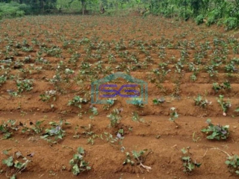 Dijual Tanah Di Ciseeng Bogor Luas Tanah 1000m2