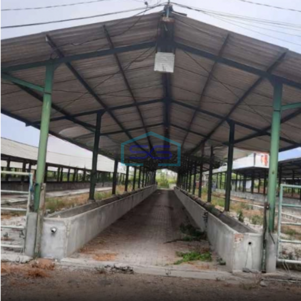 Dijual Tanah Kandang/Ternak Sapi di Desa Windurejo, Kutorejo, Mojokerto Luas Tanah  32000 m²-3