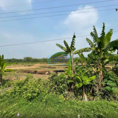 Dijual Tanah Lokasi Mojosari Mojokerto Jawa Timur Harga Nego Luas 20000m2
