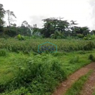 Dijual Tanah Uruk Daerah Gunting Sukorejo Pasuruan Jawa Timur LT 70 Hektar