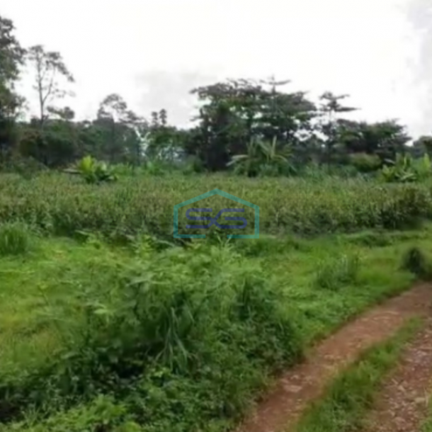 Dijual Tanah Uruk Daerah Gunting Sukorejo Pasuruan Jawa Timur LT 70 Hektar-3