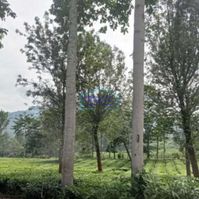 Di Jual Tanah Di Daerah Puncak Puncak, Bogor Luas Tanah  12000 m²