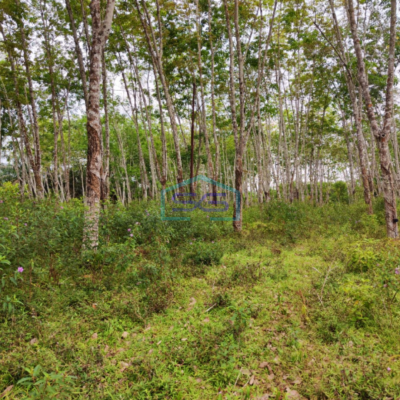 Dijual Tanah di Sembawa Banyuasin Sumatera Selatan Luas 140.000m2