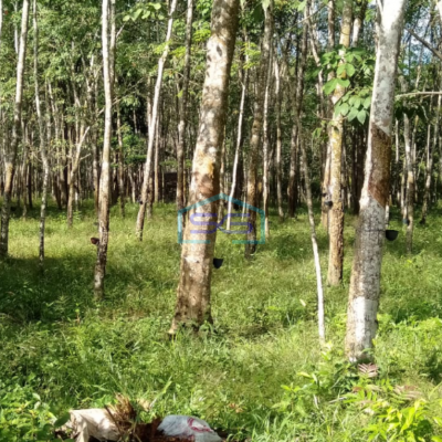 Dijual Tanah Plus 2 Unit Bangunan di Pulau Harapan Km 28 Jalan Palembang LT 17000m2