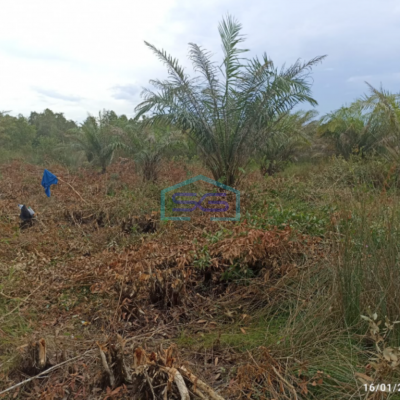 Dijual Lahan Tanah Dusun Parit Indralaya Utara Kab Ogan Ilir Sumatera Selatan LT 45000m2