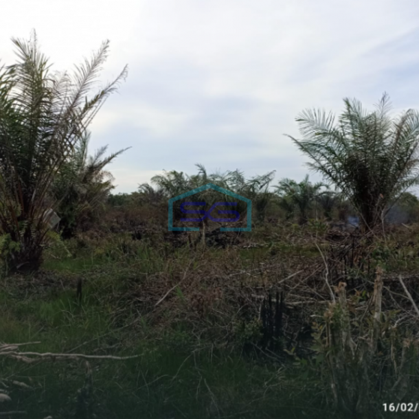 Dijual Lahan Tanah Dusun Parit Indralaya Utara Kab Ogan Ilir Sumatera Selatan LT 45000m2-2