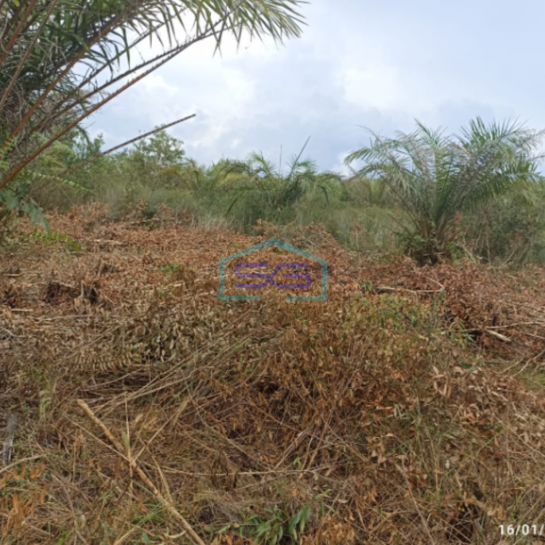 Dijual Lahan Tanah Dusun Parit Indralaya Utara Kab Ogan Ilir Sumatera Selatan LT 45000m2-1