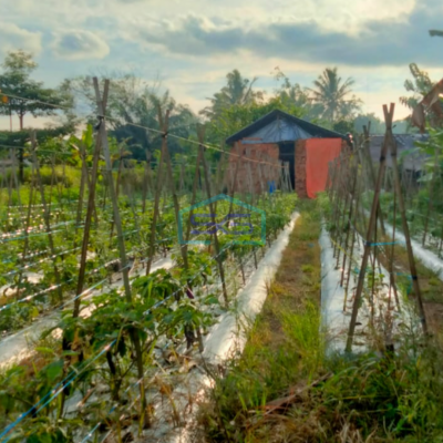 Dijual Tanah Luas Sukamoro Banyuasin Luas Tanah 8000m2-2