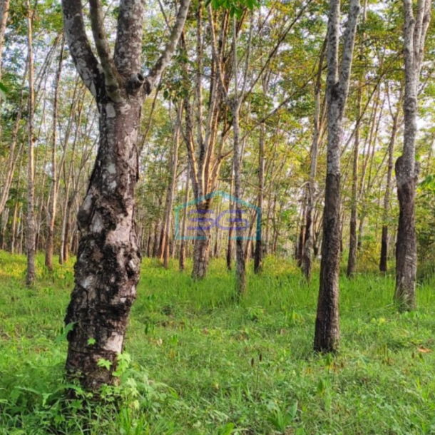 Dijual Tanah dengan Bonus Kebun Karet di Lingkar Prabumulih Sumatera Selatan-2