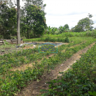 Dijual Murah Tanah Luas Indralaya Utara Desa Parit Jaya Indralaya Sumatera Selatan LT 2 Ha