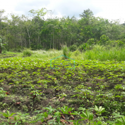 Dijual Murah Tanah Luas Indralaya Utara Desa Parit Jaya Indralaya Sumatera Selatan LT 2 Ha