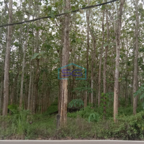 Dijual Tanah Plus Pohon Jati Talang Buluh Kelapa Banyuasin Sumatera Selatan LT 18750m2-2