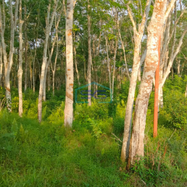 Dijual Tanah Kebun Karet di Jalan Batuaji Talang Buluh Banyuasin Palembang Luas 18000m2-1
